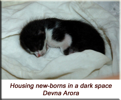 Devna Arora - Housing new-born kittens in a dark space